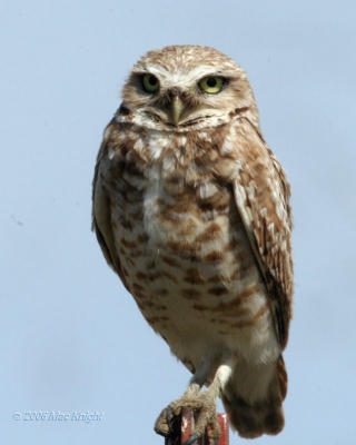 burrowing owl Highway 24
