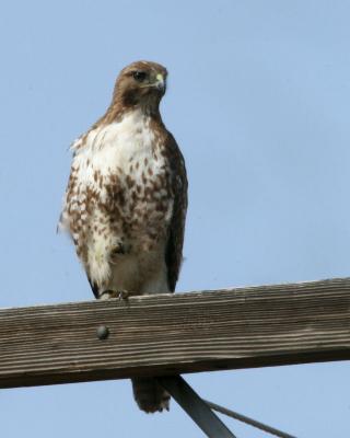 Redtail hawk Juvenile