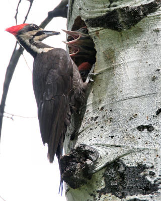 pileated female and babies