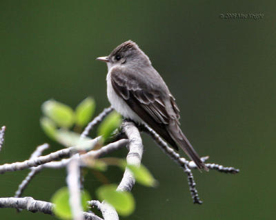 western wood pewee