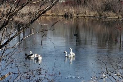 Geese on the Pond