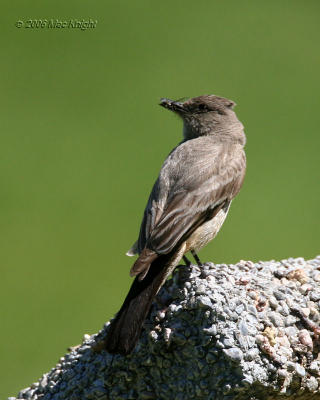 Say's Phoebe Ft. Simcoe