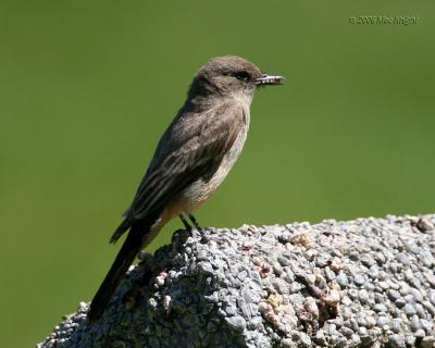 Say's Phoebe Ft. Simcoe