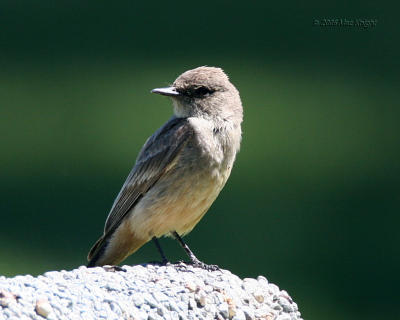 Say's Phoebe Ft Simcoe