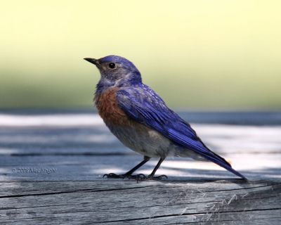 Western Bluebird Ft. Simcoe