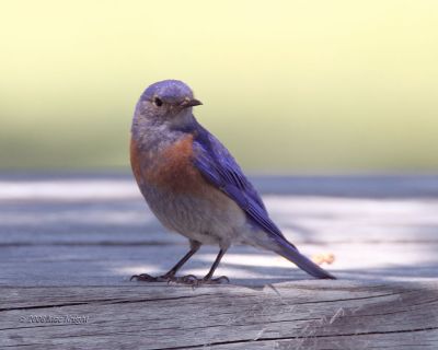 Western Bluebird Ft Simcoe-3