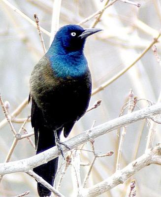 Sunny C.Grackle, DSC00775.jpg