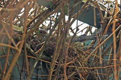 Mourning Dove nest, DSC_3414-01.jpg