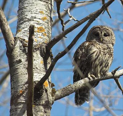 Barred Owl F., Wolfville Ridge, DSC_3592-02.jpg