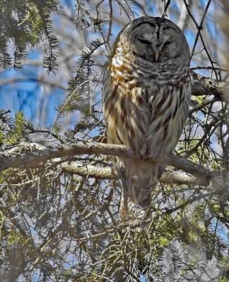 Barred Owl M., b2.jpg