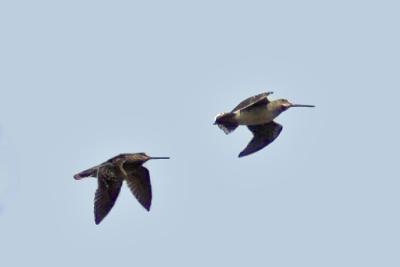 Wilson's snipe montage, DSC_3629-02.jpg