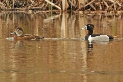 Ring-necked ducks, Foleaze Park
