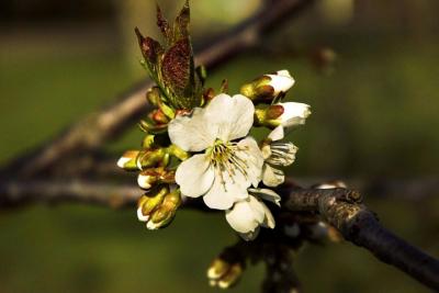 Apple blossom, Middle Dyke