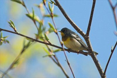 N. Parula warbler, NAMC day