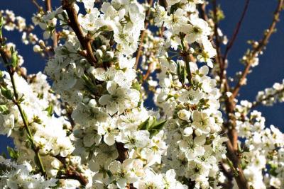 Plum blossoms, Middle Dyke