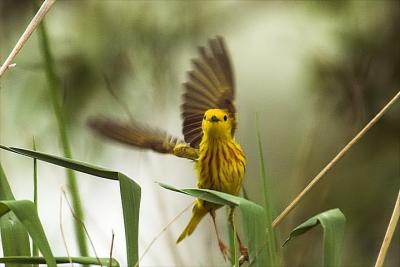 Yellow w. stretching
