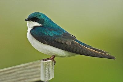 Tree Swallow, Ann. Rl.