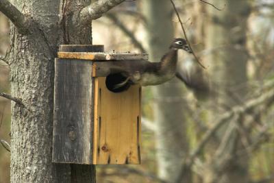 Wood duck nest box, home