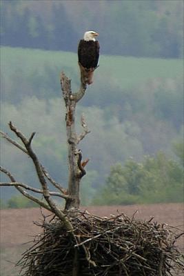 Bald eagle and nest, Jawbone Corner