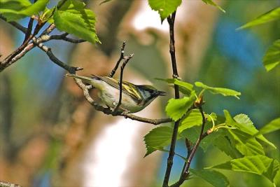 Chestnut-sided warbler, Baxter's Hrbr.