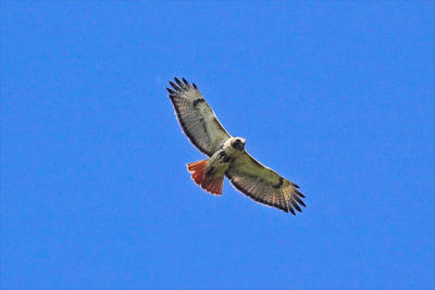 Red-tailed Hawk, Middle Dyke