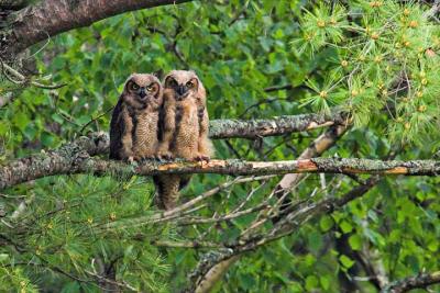Gt. Horned Owls, Greenwich