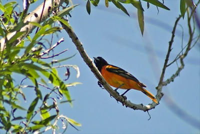 Baltimore Oriole, Middle Dyke