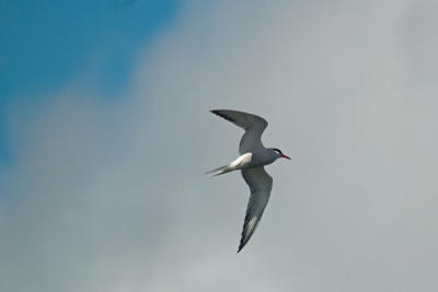 Common Tern, Halifax