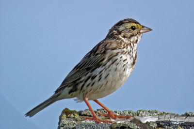 Savannah Sparrow digiscoped
