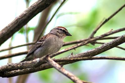 Chipping Sparrow, Grand Pre