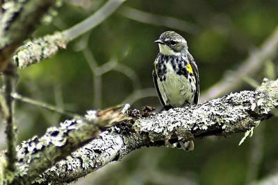 Y-R Warbler, Baxter's Harbor