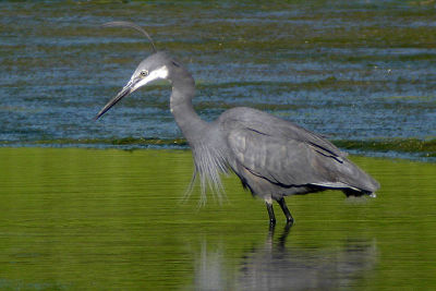 W.Reef-Heron, Glace Bay
