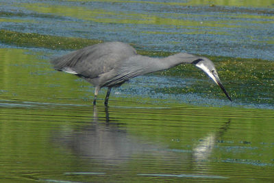 W.Reef-Heron, Glace Bay