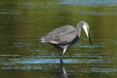 W.Reef-Heron, Glace Bay