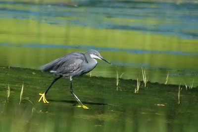 W.Reef-Heron, Glace Bay