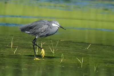 W.Reef-Heron, Glace Bay