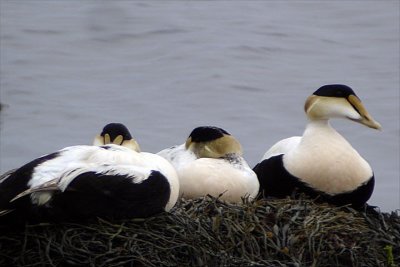 1. Ducks through N.W.Vultures