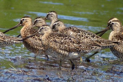 S-B Dowitchers, Brier Isl.