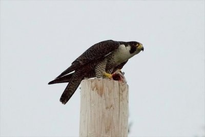 2. Osprey through Falcons