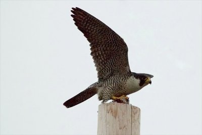 Peregrine 2, Middle Dyke