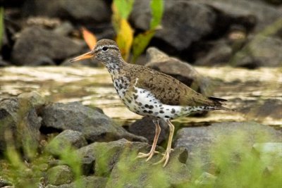 Spotted Sandpiper, Annapolis Rl.