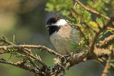B-C. Chickadee, Nth. Mtn.