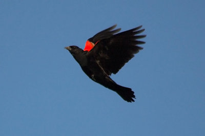 Red-winged Bl., Port Williams