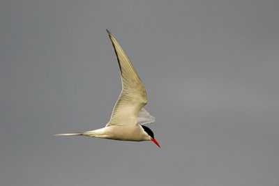 Arctic Tern, Glace Bay