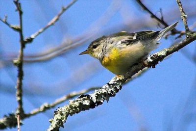 N.Parula W., Nth. Mtn.