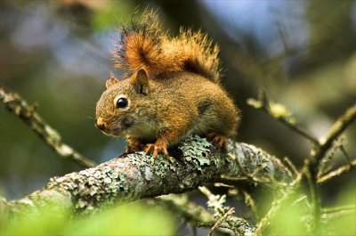 Red Squirrel, Nth. Mtn.
