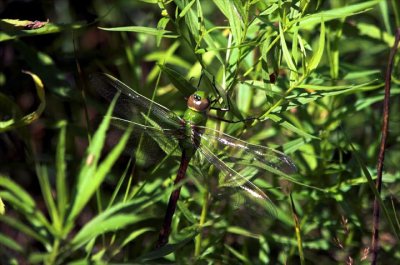 Green Darner Dragonfly