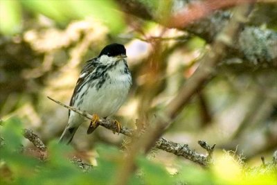 Blackpoll W., Brier Isl.