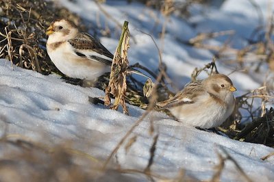 Snow Buntings, Brier CBC