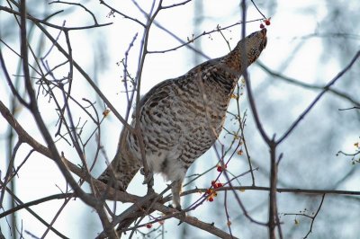 Ruffed Grouse, Kingston CBC